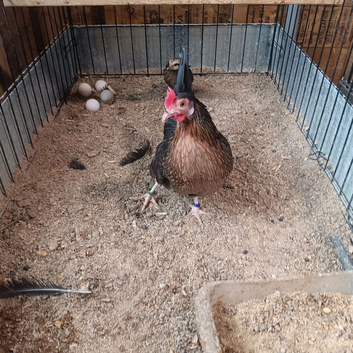 Azteca i have a extra brown red azteca hen for sale laying real good right now