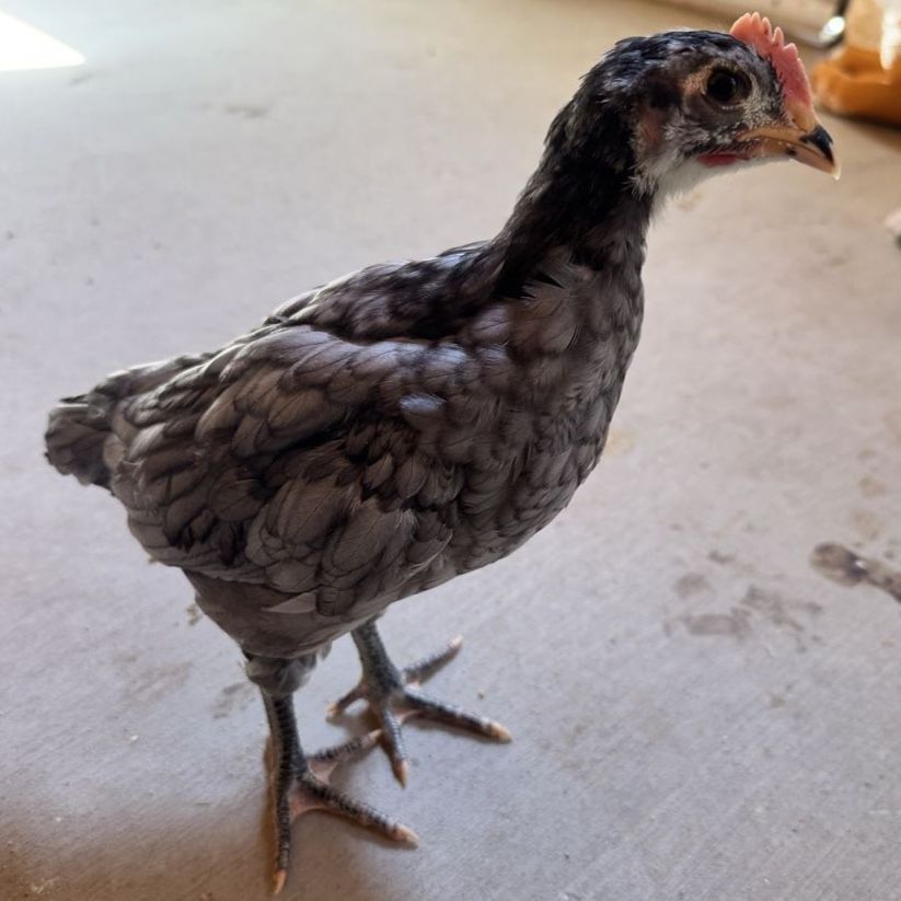 Free 6 week old rooster