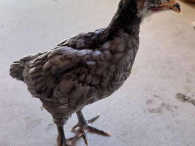 Free 6 week old rooster