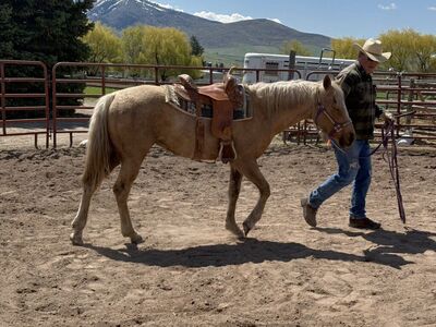 Retiring Buy Your Favorites Now AQHA Cutting Favs