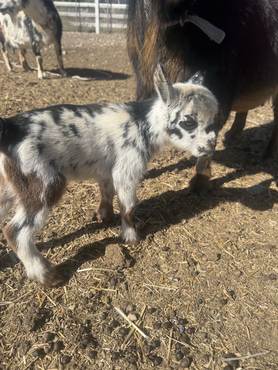 Nigerian dwarf baby goat