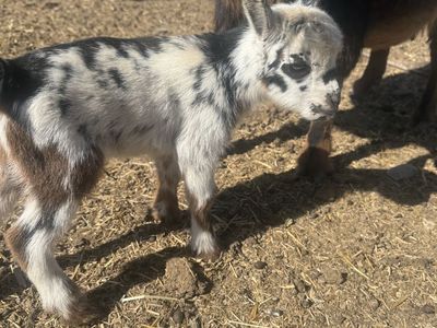 Nigerian dwarf baby goat