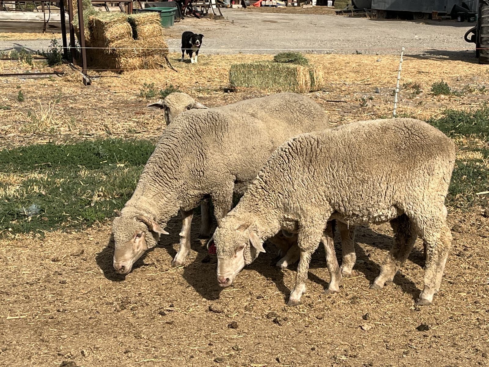 Rambouillet Ewes