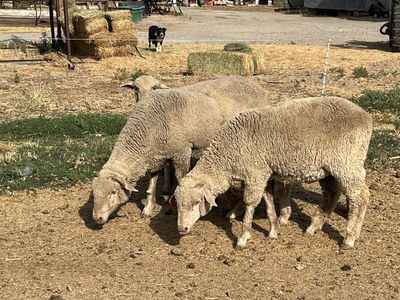 Rambouillet Ewes