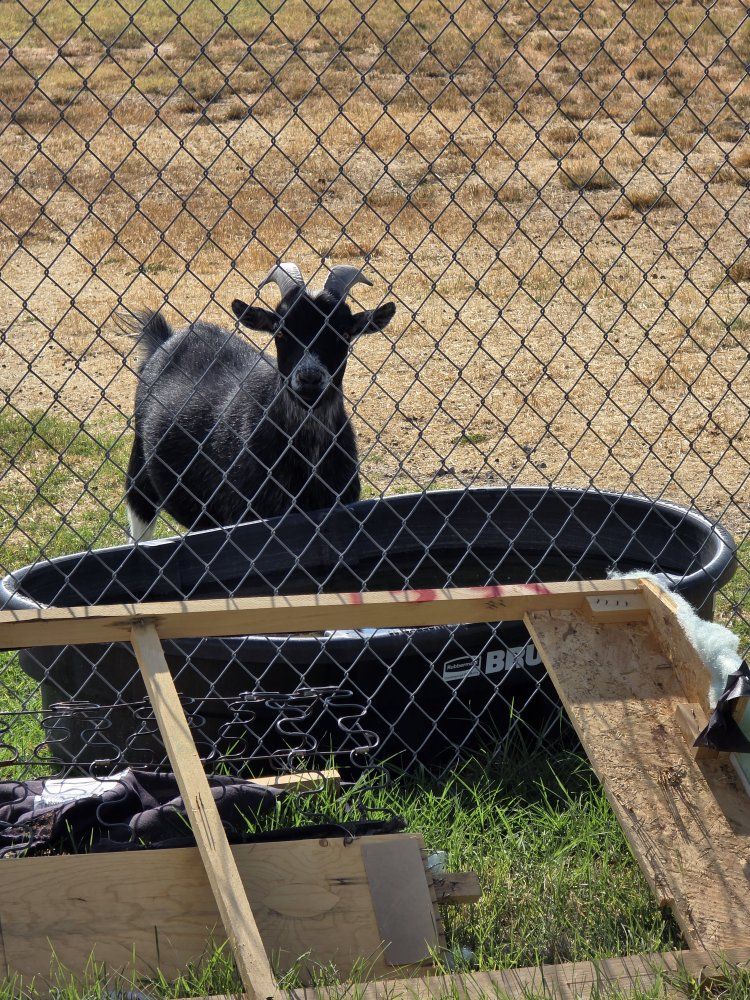Meat goat (wethered)