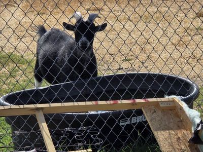 Meat goat (wethered)