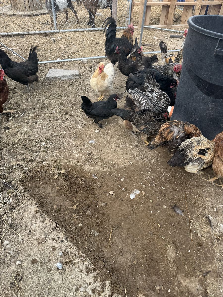 Chickens and Roosters