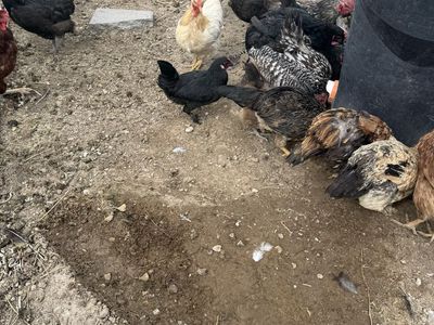 Chickens and Roosters