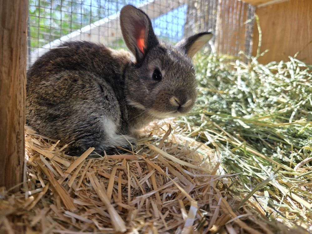TAMUK Cross Kits (Baby Rabbits)