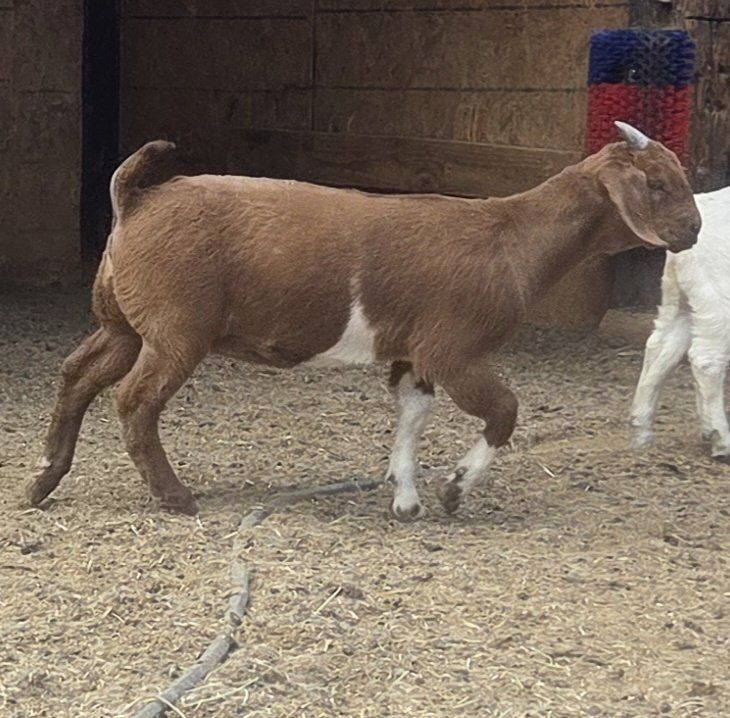 Boer doe kid