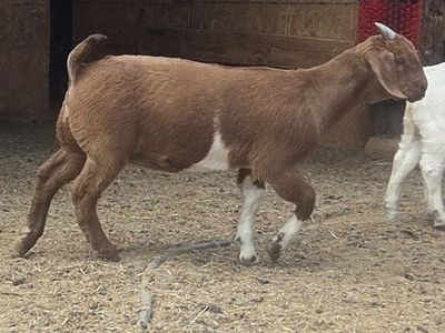 Boer doe kid