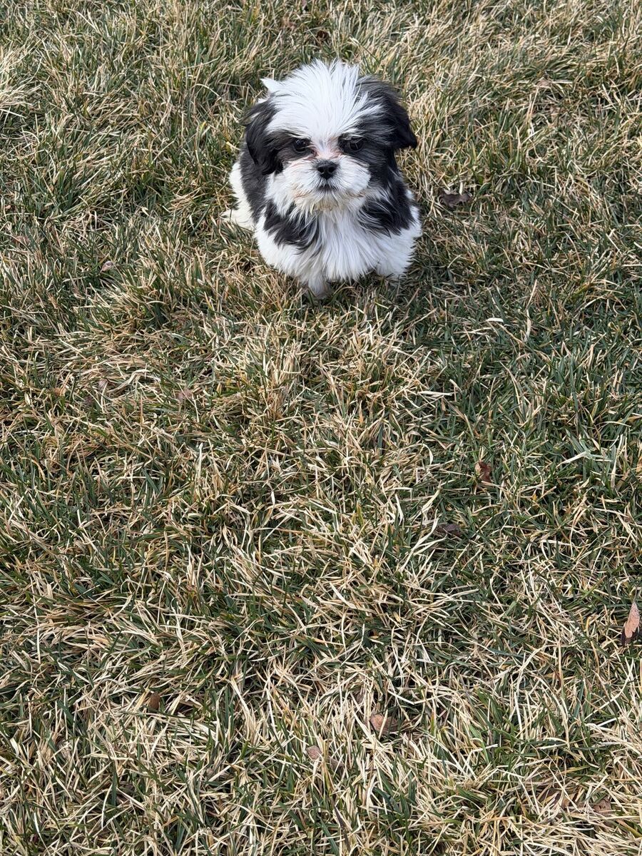 12 Week Old Shih Tzu Puppy - ALREADY TRAINED/SOCIALIZED