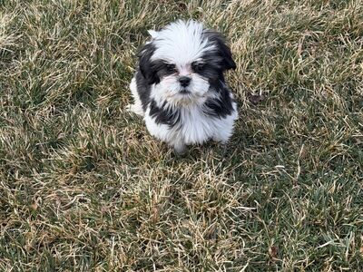 12 Week Old Shih Tzu Puppy - ALREADY TRAINED/SOCIALIZED