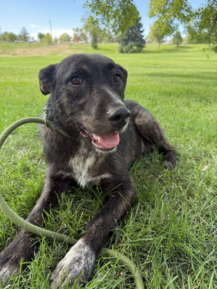Friendly Brindle Mixed Breed Dog