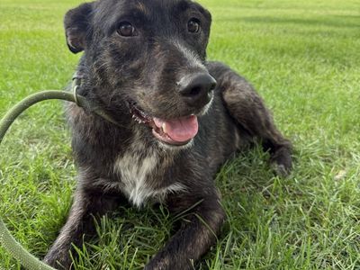 Friendly Brindle Mixed Breed Dog