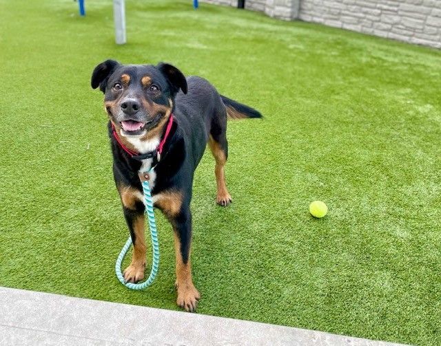 A72462 Zuko is Available for Adoption!