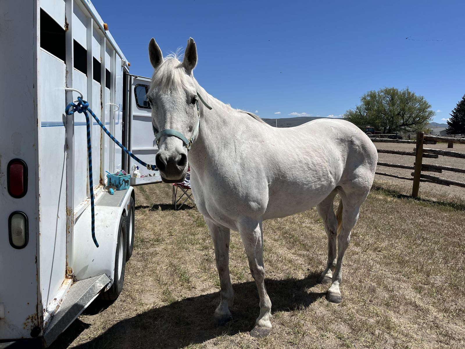 Grade quarter horse mare 