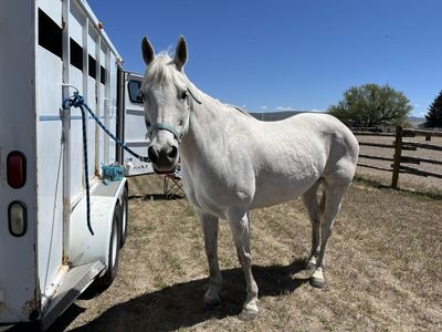 Grade quarter horse mare