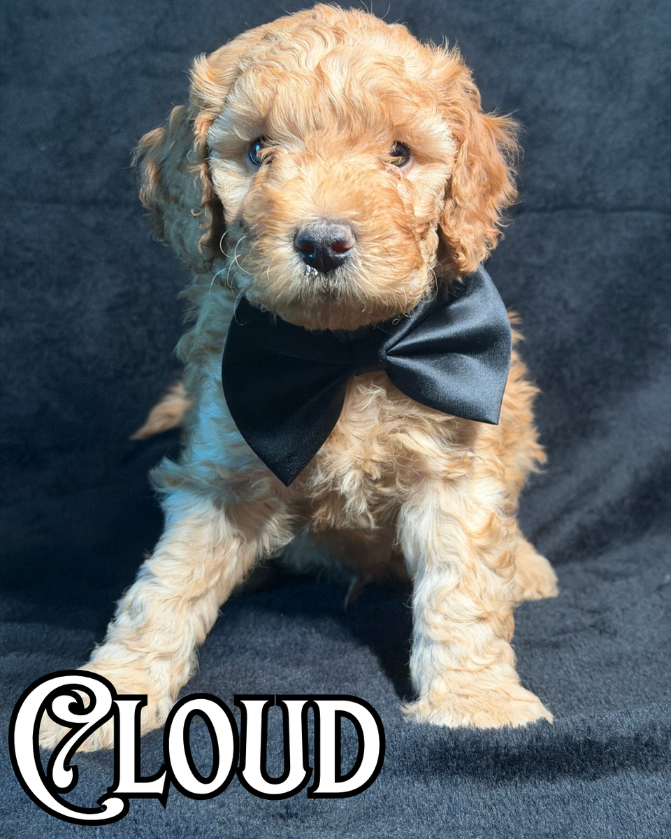 F1bb Mini Goldendoodles