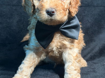 F1bb Mini Goldendoodles