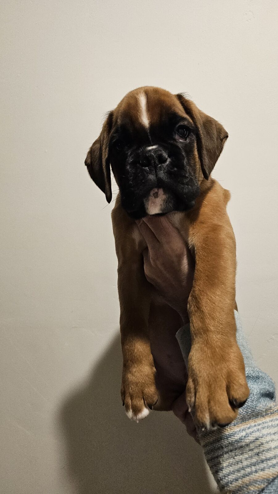 AKC European Boxer puppies