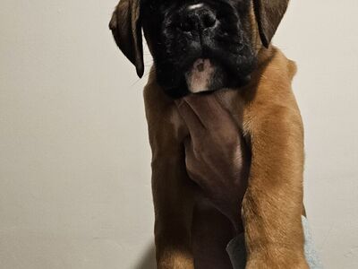 AKC European Boxer puppies