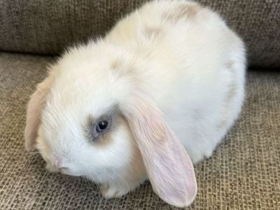 Holland Lop Bunnies/Rabbits