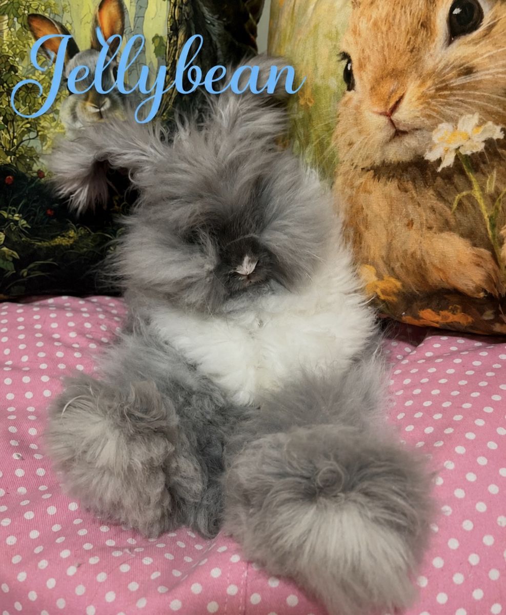 Pedigreed Blue Eyed English Angora Buck Heavily Vienna Marked Self Blue Bunny Rabbit