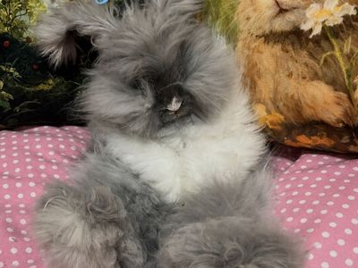 Pedigreed Blue Eyed English Angora Buck Heavily Vienna Marked Self Blue Bunny Rabbit