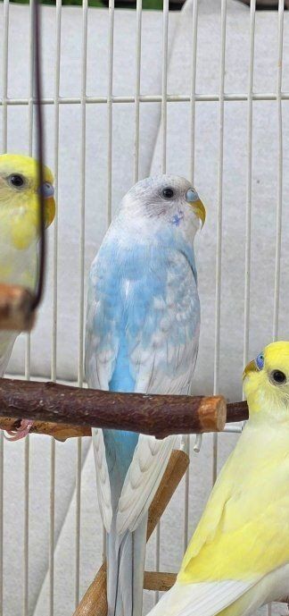 Young and weaned parakeets