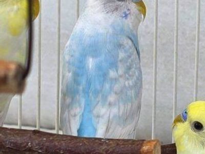 Young and weaned parakeets
