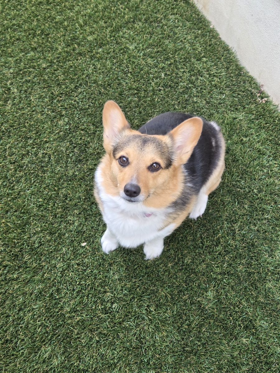 Corgi for sale