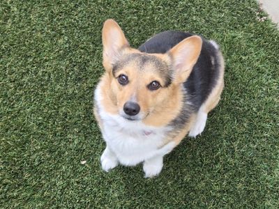 Corgi for sale