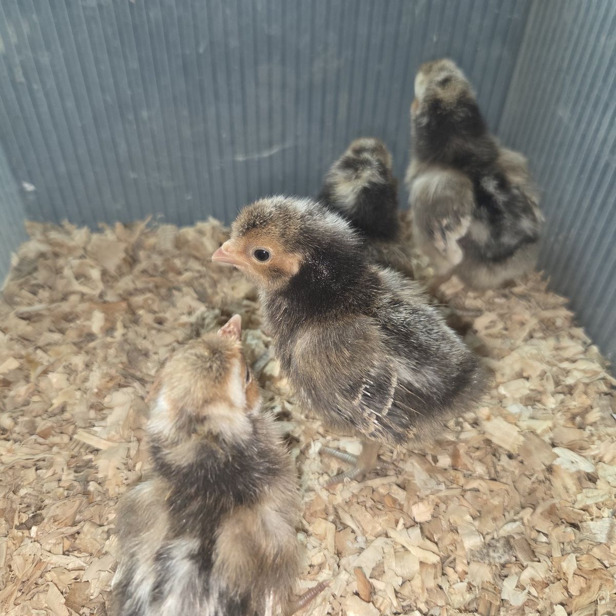 Candy Corn Polish Chicks