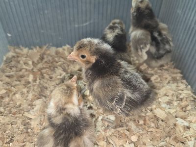 Candy Corn Polish Chicks