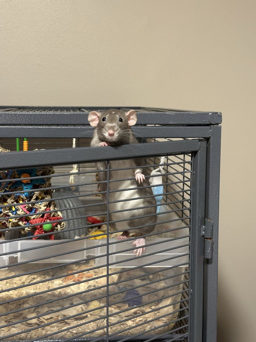Female dumbo rat