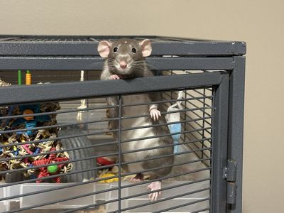 Female dumbo rat