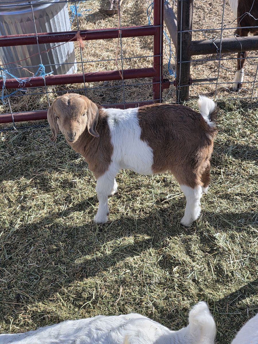 Boer 4H goats
