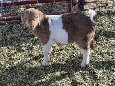 Boer 4H goats