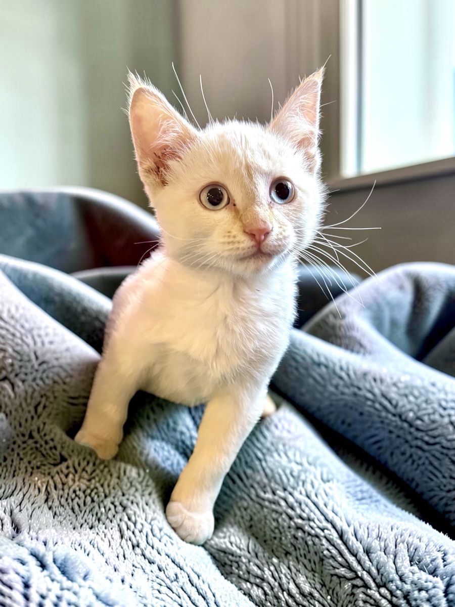 Flame Point Siamese Mix Male Kitten