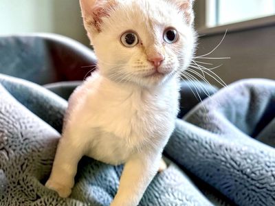 Flame Point Siamese Mix Male Kitten