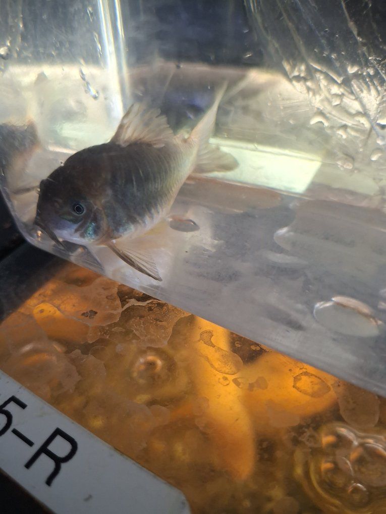 large cory Dora cat fish