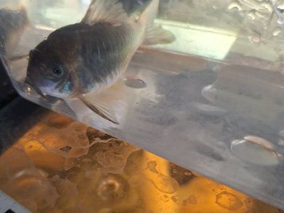 large cory Dora cat fish