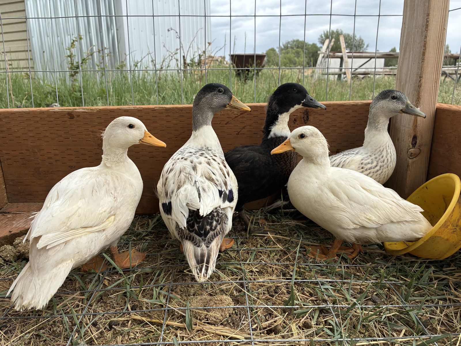 Call Ducks & Mixed Ducklings