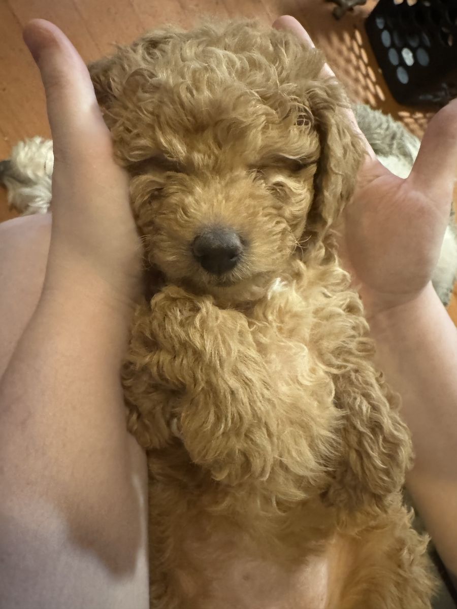 Golden Doodles F1b
