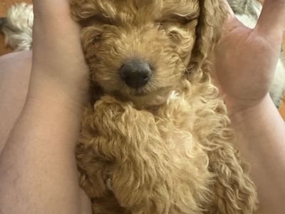 Golden Doodles F1b