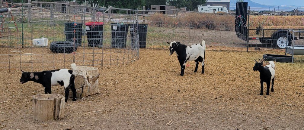 Goats - Male and Female Available, Black & White