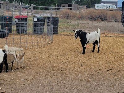 Goats - Male and Female Available, Black & White