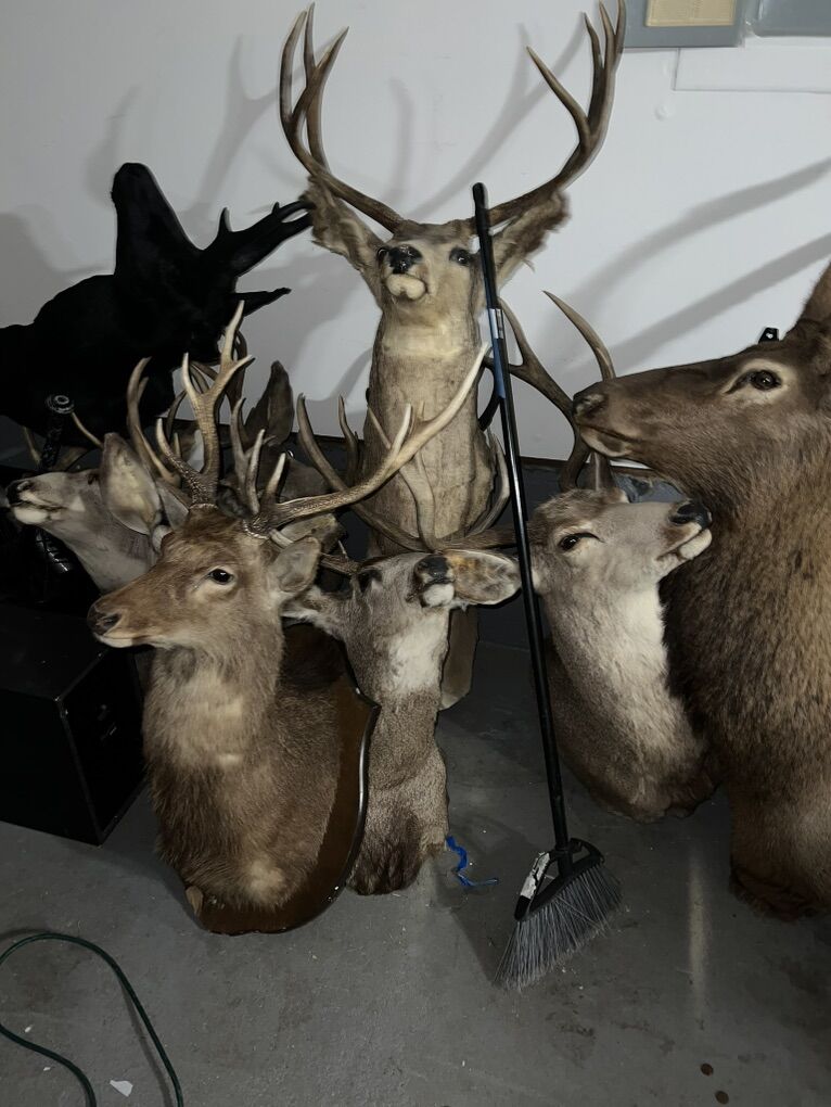 Cash Paid For Mounts Skulls Bones Spines Etc