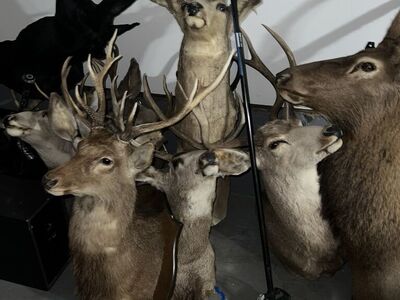 Cash Paid For Mounts Skulls Bones Spines Etc